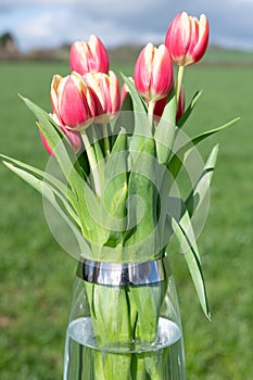 Garden tulips (tulipa gesneriana