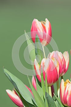 Garden tulips (tulipa gesneriana