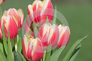 Garden tulips (tulipa gesneriana