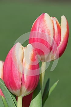 Garden tulips (tulipa gesneriana photo