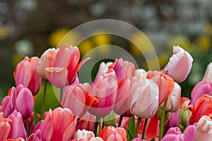 Garden tulips (tulipa gesneriana photo