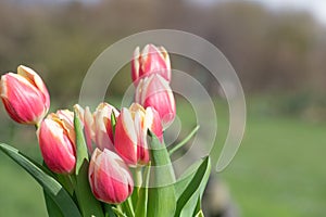 Garden tulips (tulipa gesneriana photo