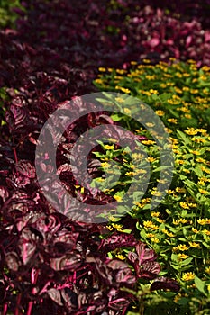 Garden with two different colors, yellow flowers and deep red leaves