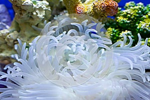 Garden under the sea