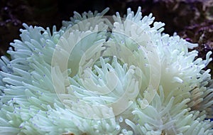 Garden under the sea