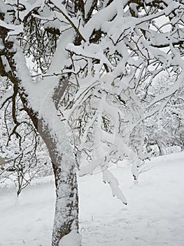 garden under white snow - winter