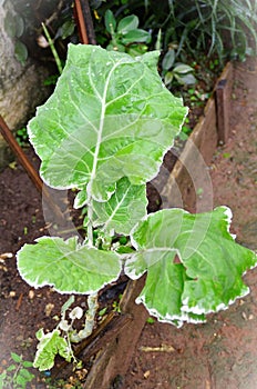 In the garden the variegated cabbage growing