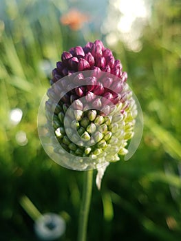 Garden variety album plant in a home flower bed in spring