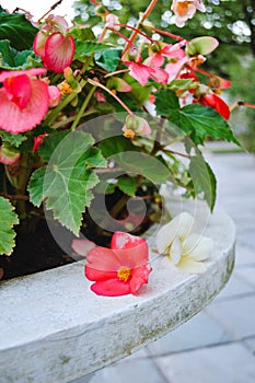 Garden Vase and Flowerbed