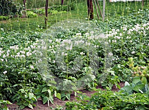 Garden vegetable bed