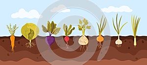 Garden vegetable growth in soil, infographic background with organic agriculture plants