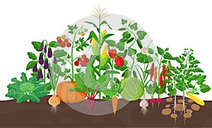 Garden with vegetable plants growing in the garden - vector flat illustration, group of vegetable plants in soil