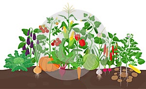 Garden with vegetable plants growing in the garden - vector flat illustration, group of vegetable plants in soil photo