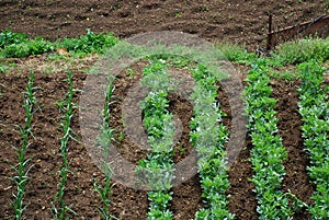 Garden Vegetable Plot 2