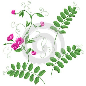 Garden Vetch flowers and leaves