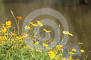 Garden view of Kerala photo