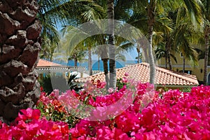 Garden view of rooftops in Cabo San Lucas, Mexico