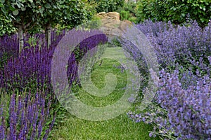 Garden view at rows of lavender (lavandula angustifolia) and catnip (nepeta cataria) under small trees