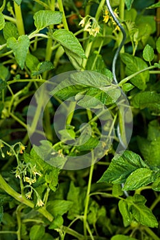 Garden view, tomato plant, fresh green in early spring