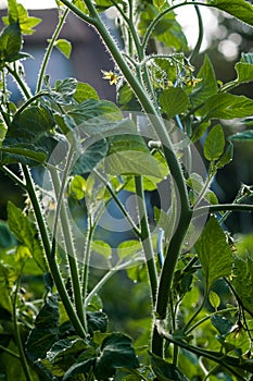 Garden view, tomato plant, fresh green in early spring