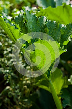 Garden view, zucchini plant, fresh green in early spring