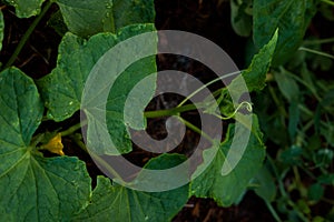 Garden view, zucchini plant, fresh green in early spring