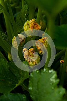 Garden view, zucchini plant, fresh green in early spring