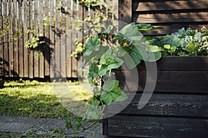 garden village summer green plants liana leaves wood wall sunlight outdoor summer