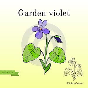 Garden violet, aromatic and medicinal plant