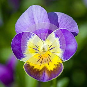 Garden violet on blurred background