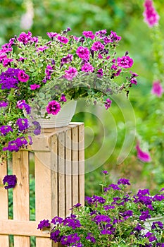 Garden violet flower in pot standing crate