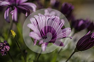 A garden - violet flowers and green leaves.