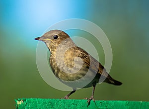 Garden Warbler