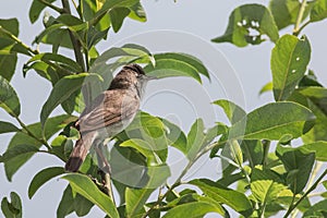 Garden warbler