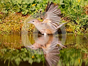 Garden Warbler (Sylvia borin