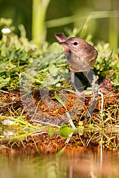 Garden Warbler (Sylvia borin