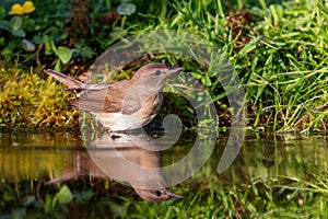 Garden Warbler (Sylvia borin