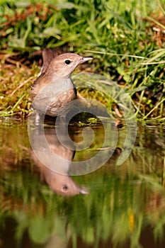 Garden Warbler (Sylvia borin