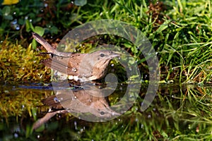 Garden Warbler (Sylvia borin