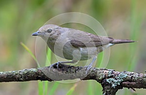 Garden warbler sylvia borin posing on little branch in light grey plumage