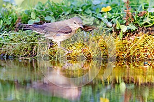 Garden Warbler (Sylvia borin