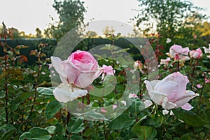 Dolna Krupa, Trnava, Slovakia 09-23-2021: Rosary of Contess Maria Henrietta Chote.