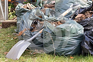 Garden waste. Brown leaves and rubbish collected from gardening tidy