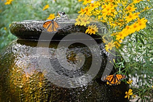 Garden Water Feature