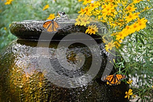 Garden Water Feature photo