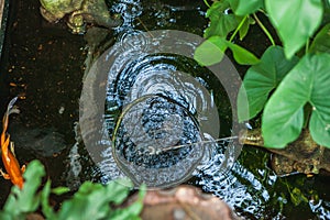Garden water .Freshwater fish pond