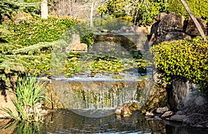 Garden water pond filled with Lillies, waterfalls over sandstone rock ledge set in lush plants surrounds