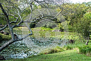 Garden water pond filled with lily plants, a bare branched maple tree at waters edge, surrounded by grass and shrubs