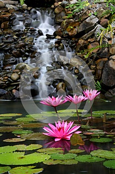 Garden and waterfall