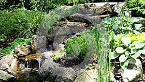 Garden waterfall. Garden pond with water flowers. Beautiful pond in a backyard surrounded with stone during
